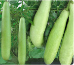 Bottle Gourd