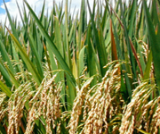 basmati paddy