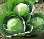 Cabbage