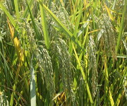 Hybrid paddy