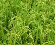 Hybrid paddy
