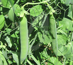 hybrid pea