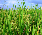 WHEAT
