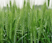 WHEAT