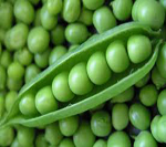 Pea