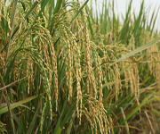 Research paddy