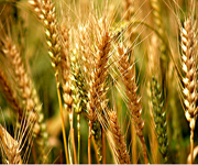 WHEAT